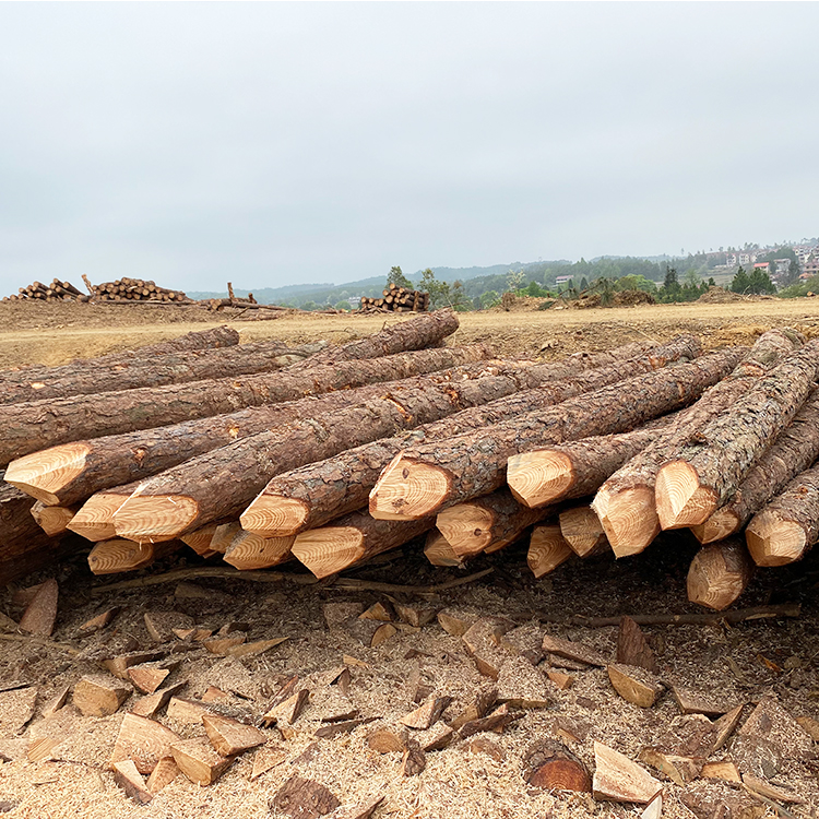 打木樁用松木樁好還是杉木樁好-松木樁杉木樁對比優缺點區別