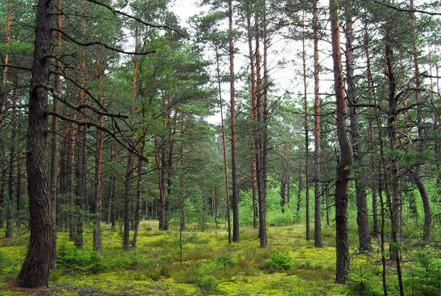 中國主要的松木產地有哪些，不同產地的松木有哪些區別