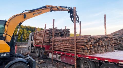 <a href=http://m.zippogz.com/ target=_blank class=infotextkey>松木樁</a>現場選材與運輸